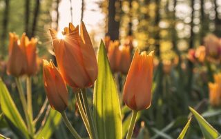 Geistliches Wachstum und Gemeinschaft