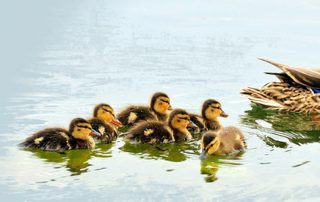 Unterordnung unter die von Gott eingesetzte Autorität