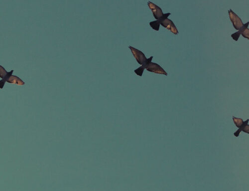 Die Schar derer, die Gottes Anerkennung fanden